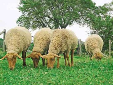 Raising Sheep on Your Farm Image
